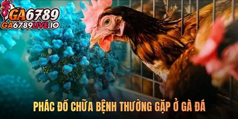 Phác đồ chữa bệnh thường gặp ở gà đá