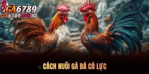 Bật mí cách nuôi gà đá có lực toàn diện cho sư kê 2025