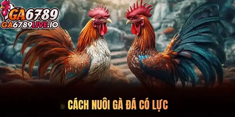 Bật mí cách nuôi gà đá có lực toàn diện cho sư kê 2025