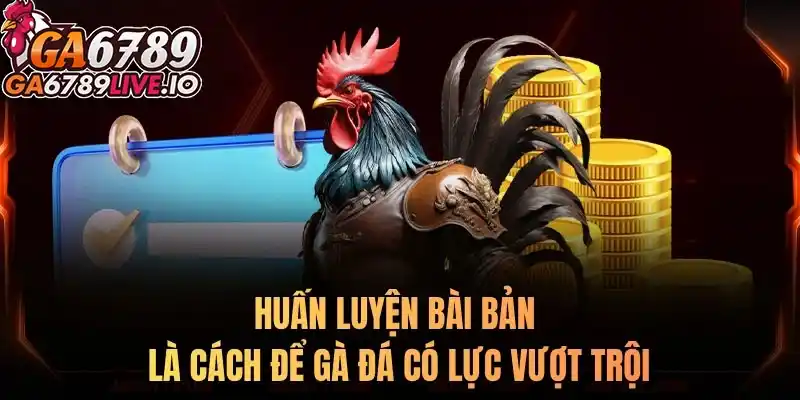 Huấn luyện bài bản là cách để gà đá có lực vượt trội