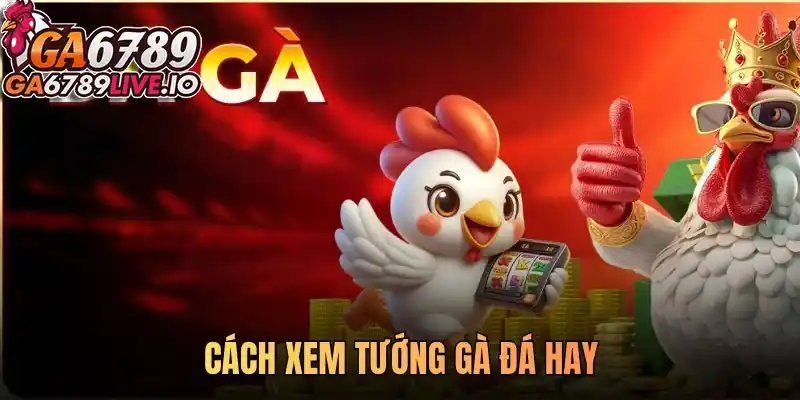 Bật mí cách xem tướng gà đá hay từ A-Z cho người mới bắt đầu