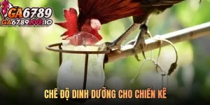 Chế độ dinh dưỡng cho chiến kê - Bí quyết vàng cho nhà vô địch