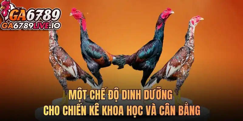 Một chế độ dinh dưỡng cho chiến kê khoa học và cân bằng