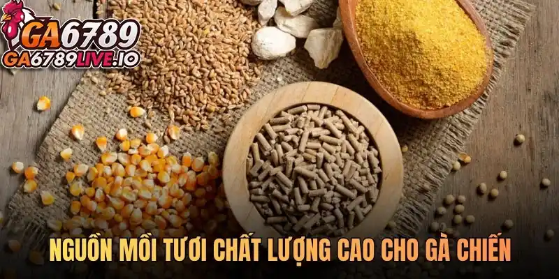 Nguồn mồi tươi chất lượng cao cho gà chiến