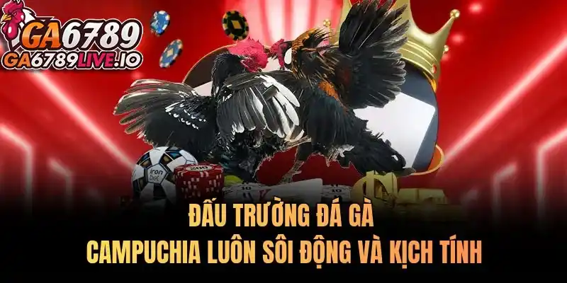 Đấu trường đá gà Campuchia luôn sôi động và kịch tính