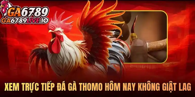 Xem trực tiếp đá gà Thomo hôm nay không giật lag