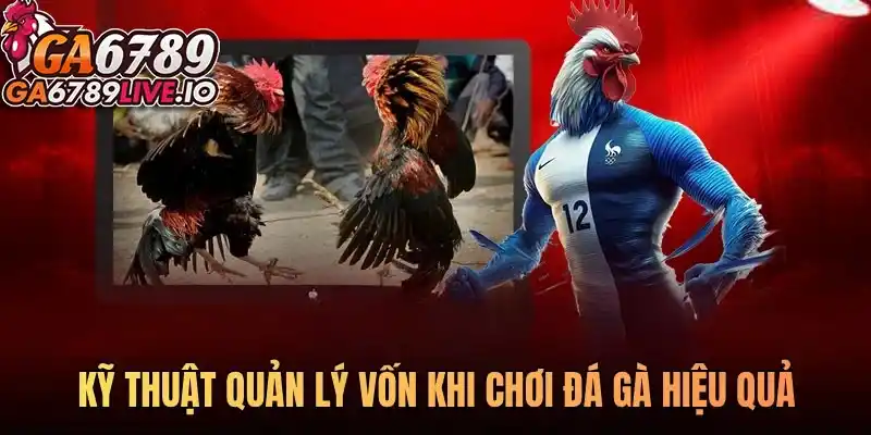 Kỹ thuật quản lý vốn khi chơi đá gà hiệu quả