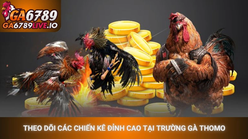 Theo dõi các chiến kê đỉnh cao tại trường gà Thomo