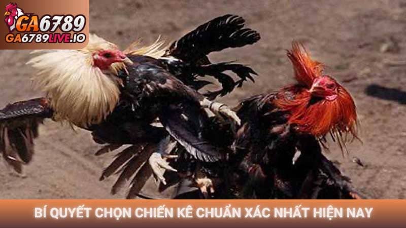 Bí quyết chọn chiến kê chuẩn xác nhất hiện nay